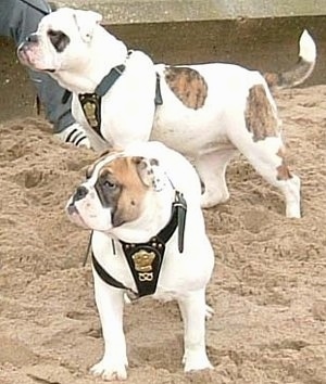 Two wide, muscular Victorian Bulldogs are standing in sand and they are looking to the left. They are both wearing a black harness.